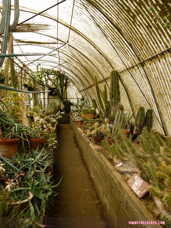 Moorten Botanical Garden from Rescue 911-1130154
