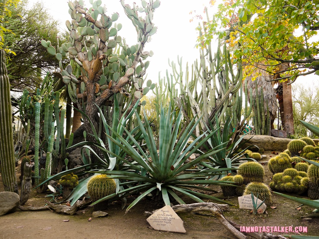 Moorten Botanical Garden from Rescue 911-1130172