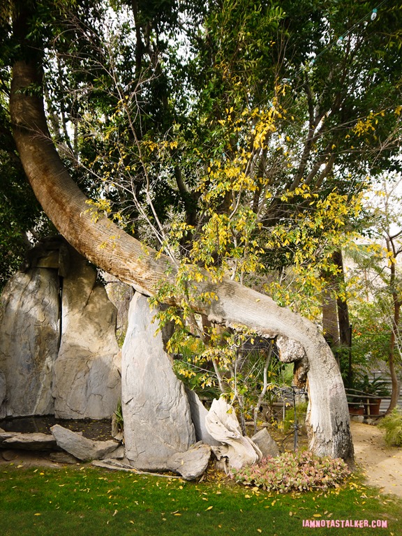 Moorten Botanical Garden from Rescue 911-1130142