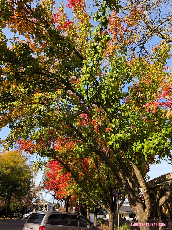 Healdsburg Town Plaza from Scream (6 of 12)