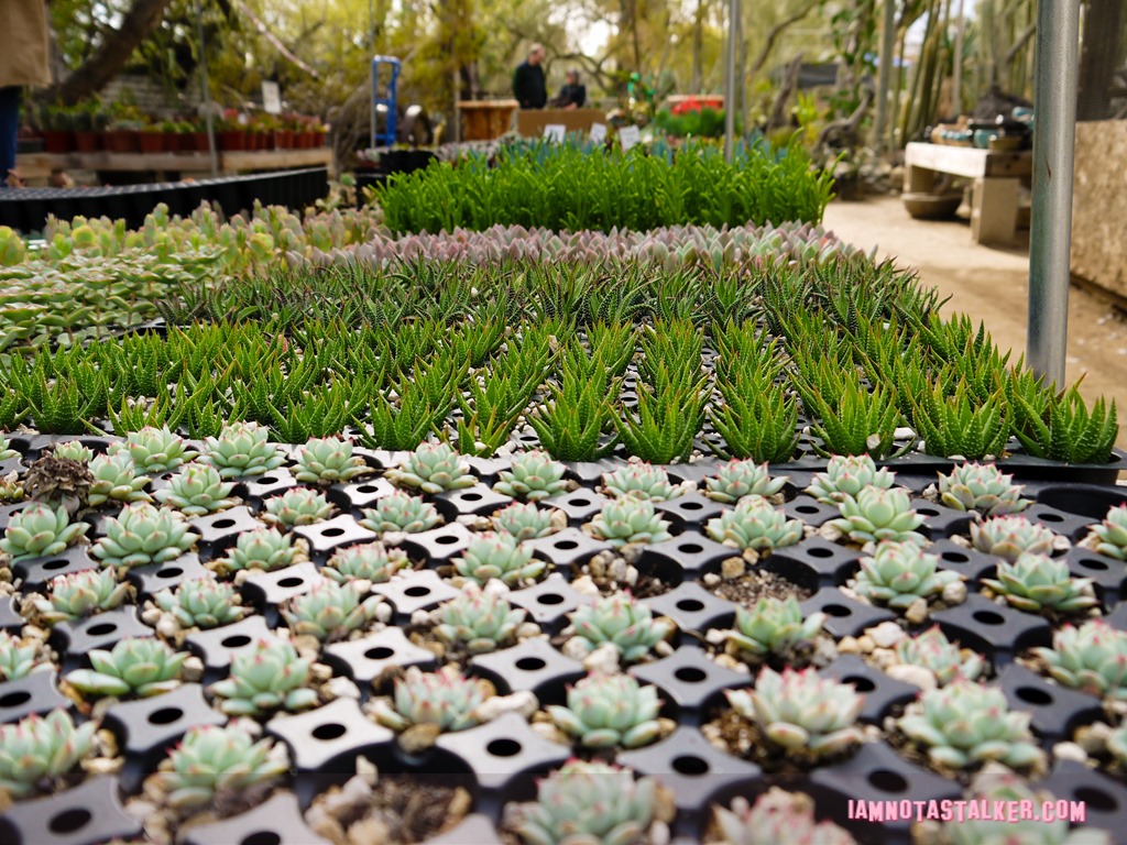 Moorten Botanical Garden from Rescue 911-1130191
