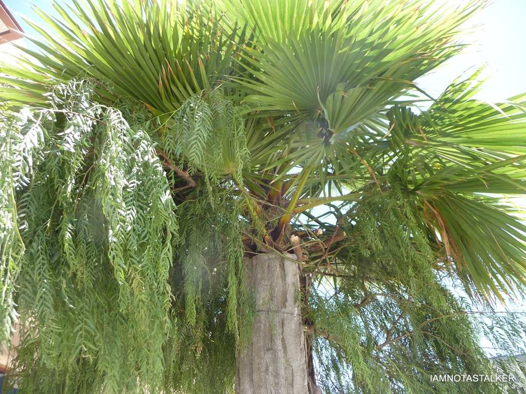 P1070428