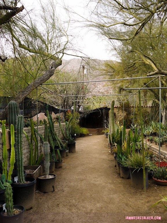 Moorten Botanical Garden from Rescue 911-1130113