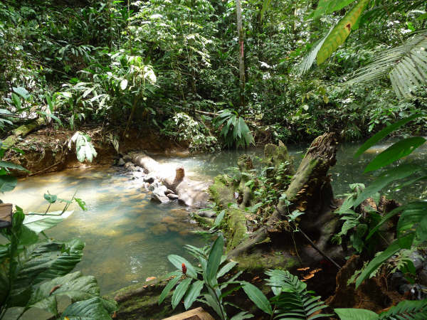 swamp