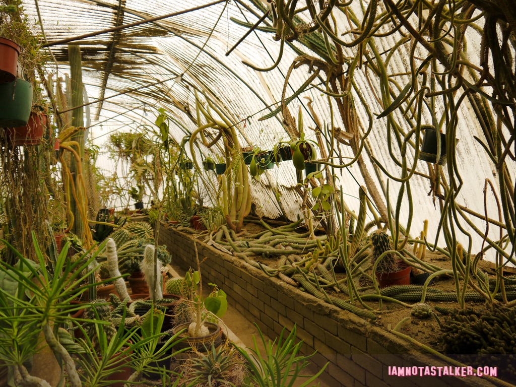 Moorten Botanical Garden from Rescue 911-1130158