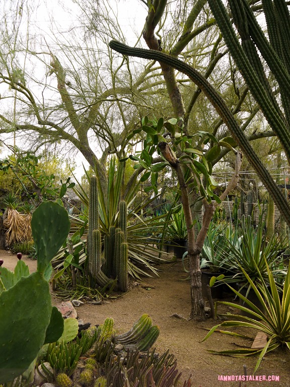 Moorten Botanical Garden from Rescue 911-1130118