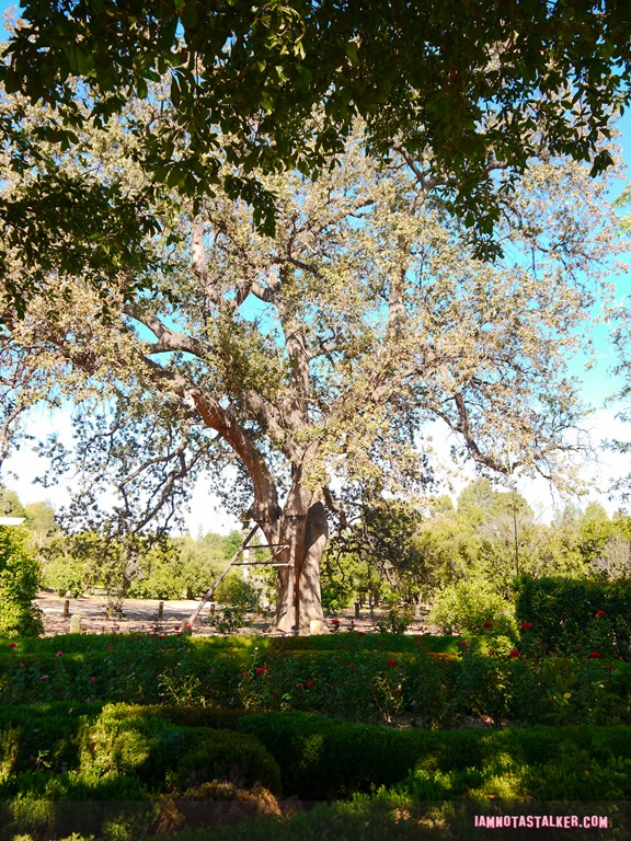 Orcutt Ranch from La La Land-1070641