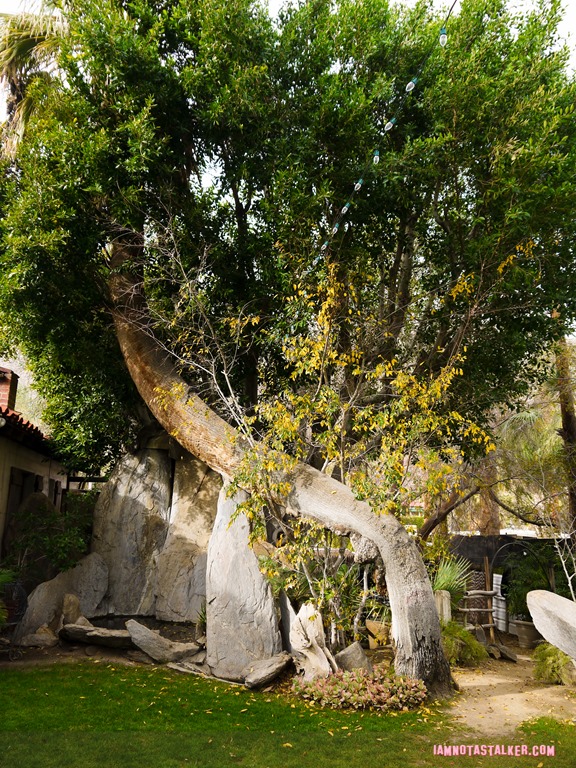Moorten Botanical Garden from Rescue 911-1130143