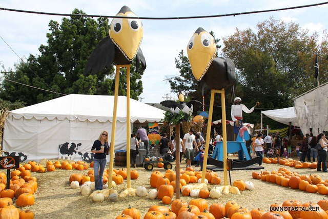 Mr-Bones-Pumpkin-Patch-1