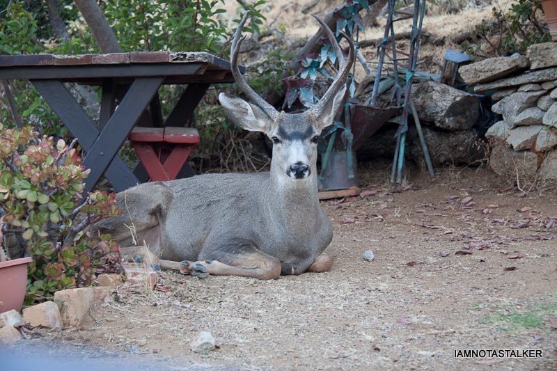 Santa-Catalina-Island-Deer-7