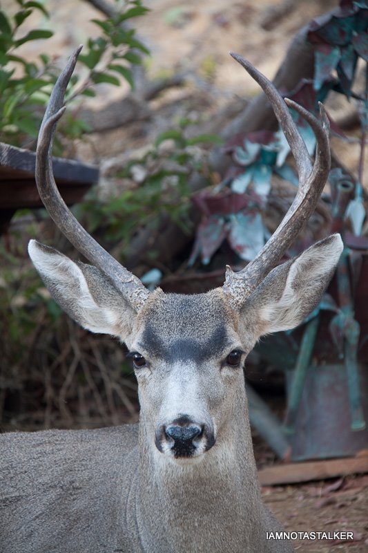 Santa-Catalina-Island-Deer-10