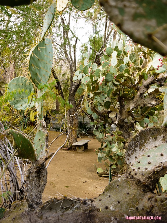 Moorten Botanical Garden from Rescue 911-1130167