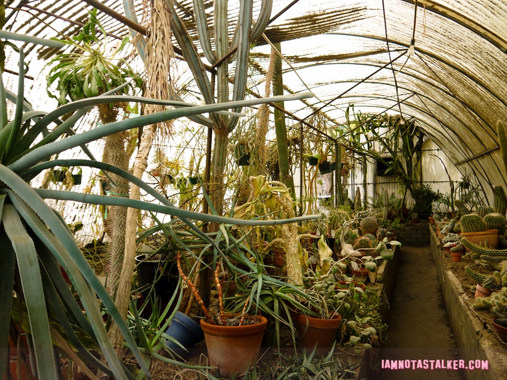 Moorten Botanical Garden from Rescue 911-1130157