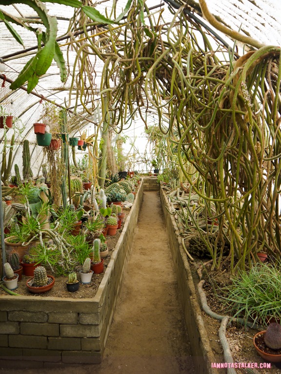 Moorten Botanical Garden from Rescue 911-1130149