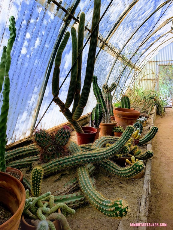 Moorten's Botanical Garden 2 (1 of 1)