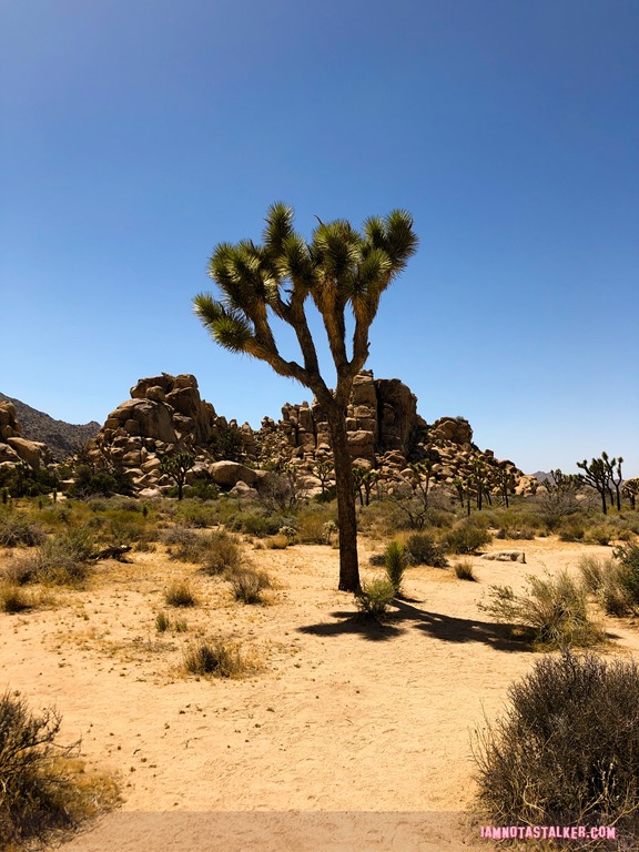 Joshua Tree (1 of 1)