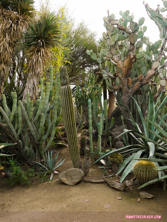 Moorten Botanical Garden from Rescue 911-1130173