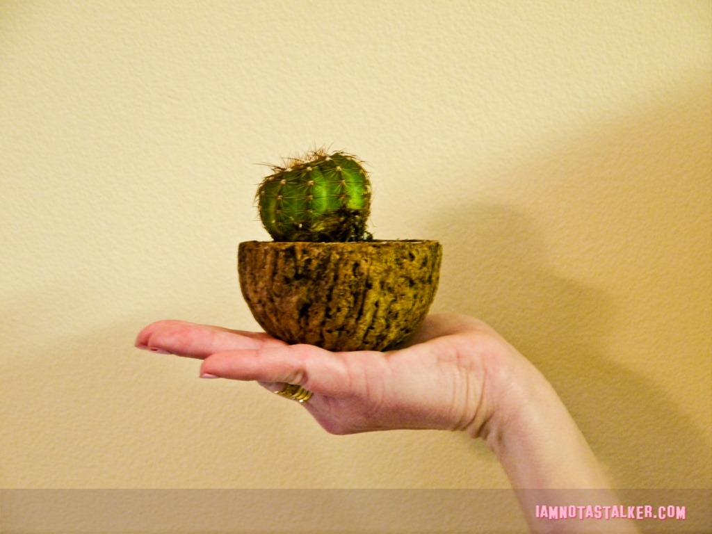 Cactus Planter (1 of 1)