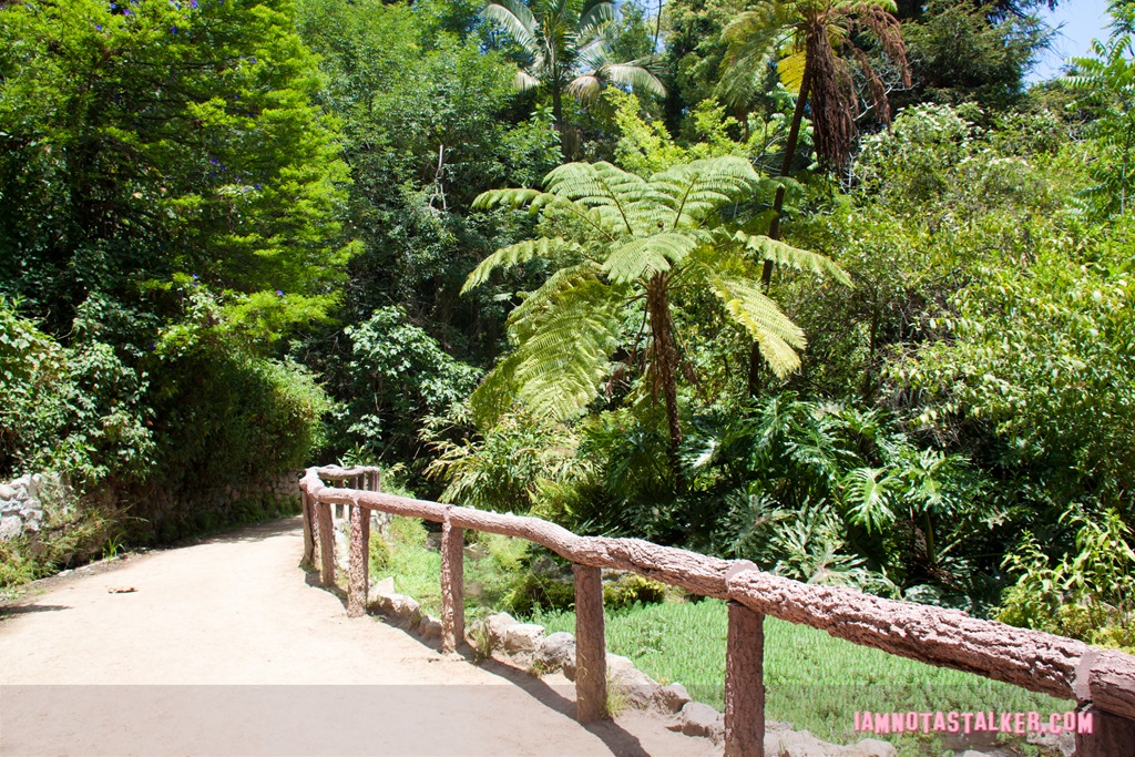 Fern Dell (5 of 9) (2)